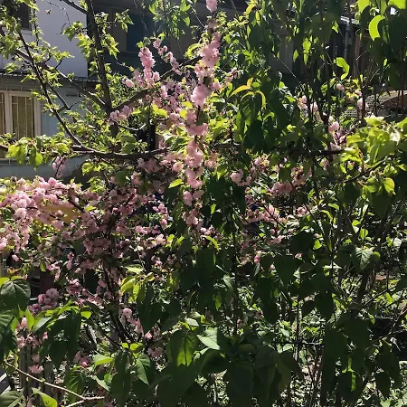 Квартира В Центре Одессы Odesa